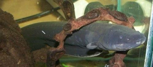electric_eel_1.webp electric_eel_1.webp