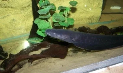 electric_eel_2.webp electric_eel_2.webp