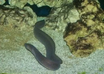 moray_eel.webp moray_eel.webp