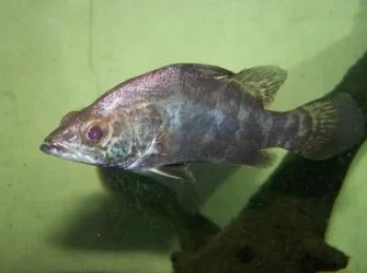 nile_perch.webp nile_perch.webp