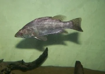 nile_perch_2.webp nile_perch_2.webp