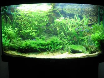 tank_002.webp tank_002.webp