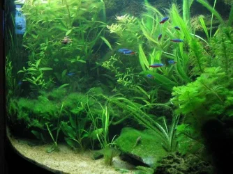 tank_006.webp tank_006.webp