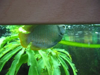 malegourami.webp