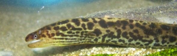 G.polyuranodon_3.jpg G.polyuranodon_3.jpg