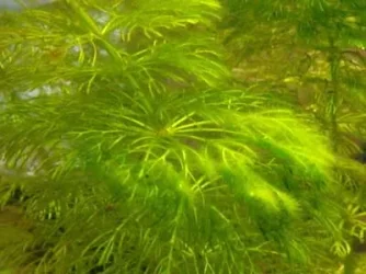 algae1.webp