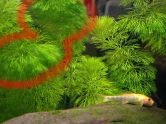 algae3.webp