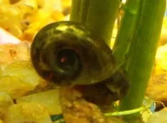 snail2.webp