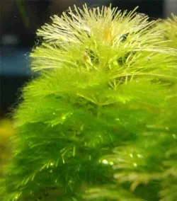 algae5.webp