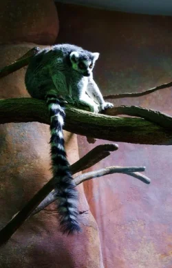 Lemur.webp