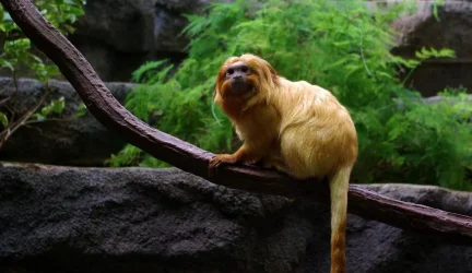 Tamarin_1.webp