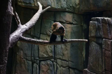 Capuchin.webp