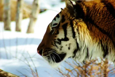 Tiger_closeup__mod_.webp