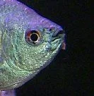 Gourami_ulcer_1.webp