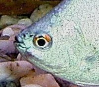 Gourami.webp