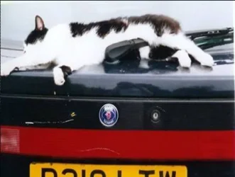mog_on_the_car_____.webp