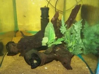 sanchezi_tank.webp sanchezi_tank.webp