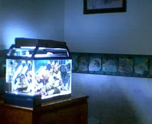 new_light.webp
