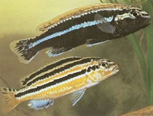 auratus_lg.jpg auratus_lg.jpg