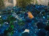 fishes_00005.webp