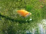 fishes_00000.webp