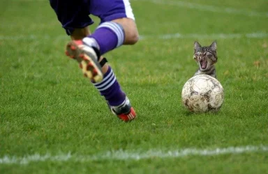 cat_.webp