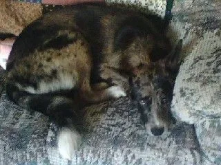 oreocouch.webp