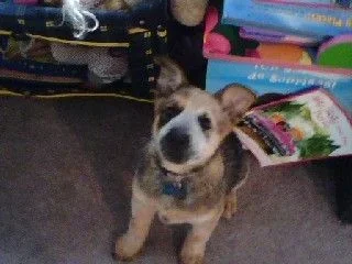 yogi.webp