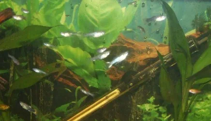 fry3.webp