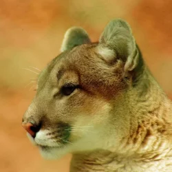 Cougar.webp