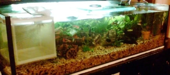 Fishtank_newestpic_1.webp Fishtank_newestpic_1.webp