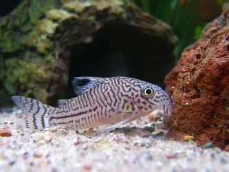 Corydoras_7.webp