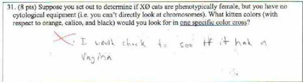 cat.webp