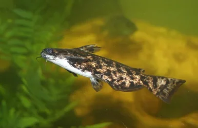 Driftwood_Catfish.webp