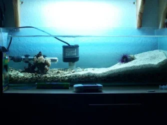 nemtank2.webp
