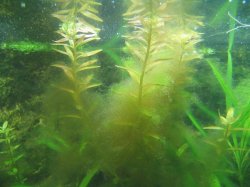 algae_002.JPG