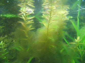 algae_002.webp