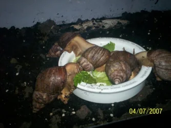 snail.webp