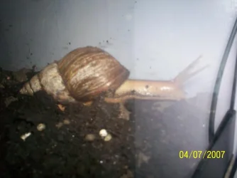 snail1.webp