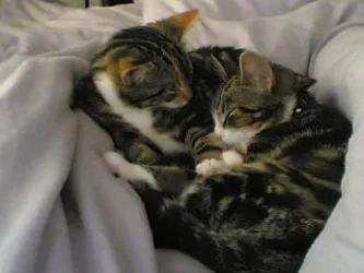 heidi_and_fifi_sleeping.webp