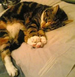heidi_on_pillow.webp
