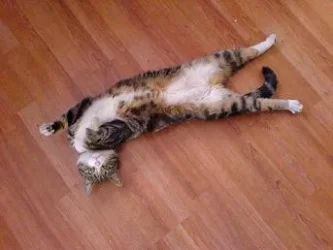 stretch.webp