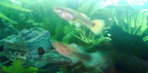 Daisy_tail_guppy_april_07.webp