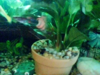 Orangetail_guppy.webp