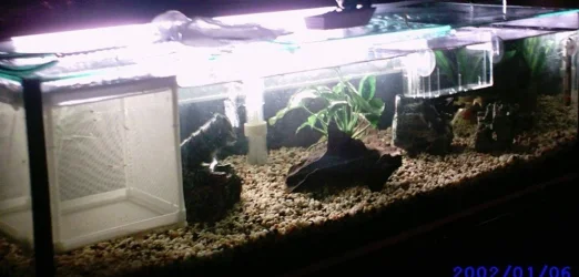 New_tank_without_all_plants_week_1.webp