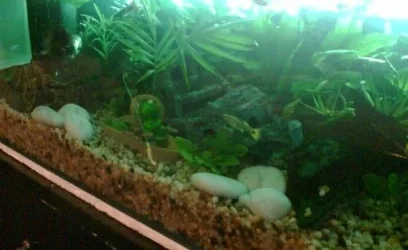 Fishtank_diff_angle_april_07.webp