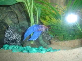 betta2.webp