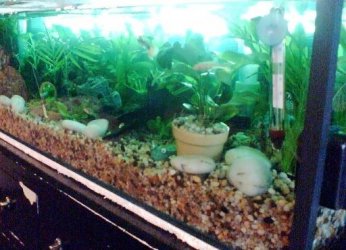 Planted_tank.jpg Planted_tank.jpg