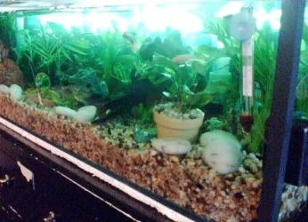 Planted_tank.webp