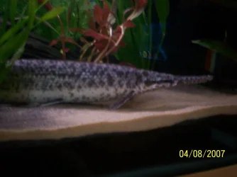 gar.webp
